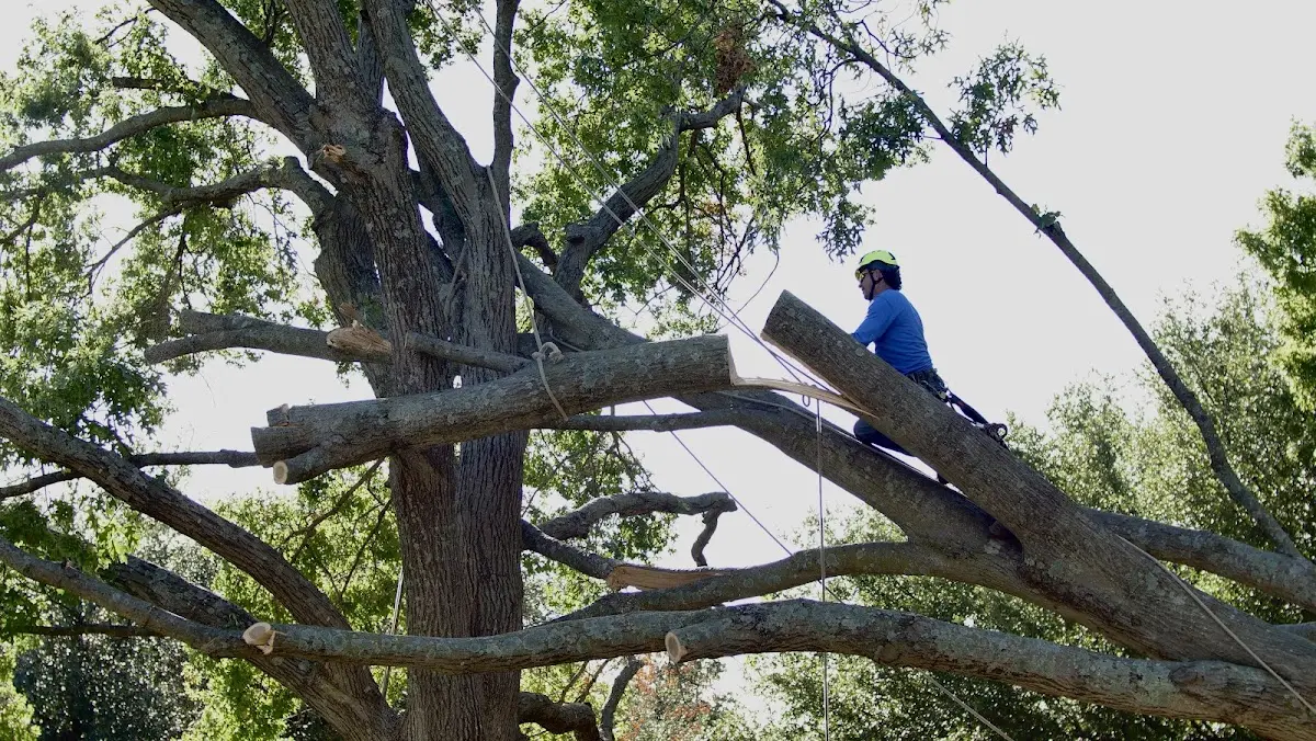Professional Hazardous Tree Removal performed by certified arborists in Hillsgrove