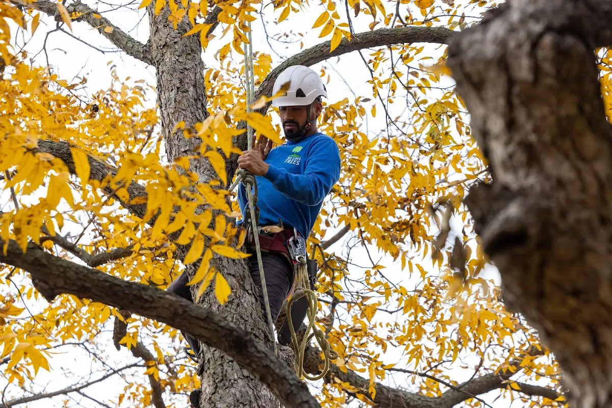 Skilled Tree Planing crew working in Hillsgrove