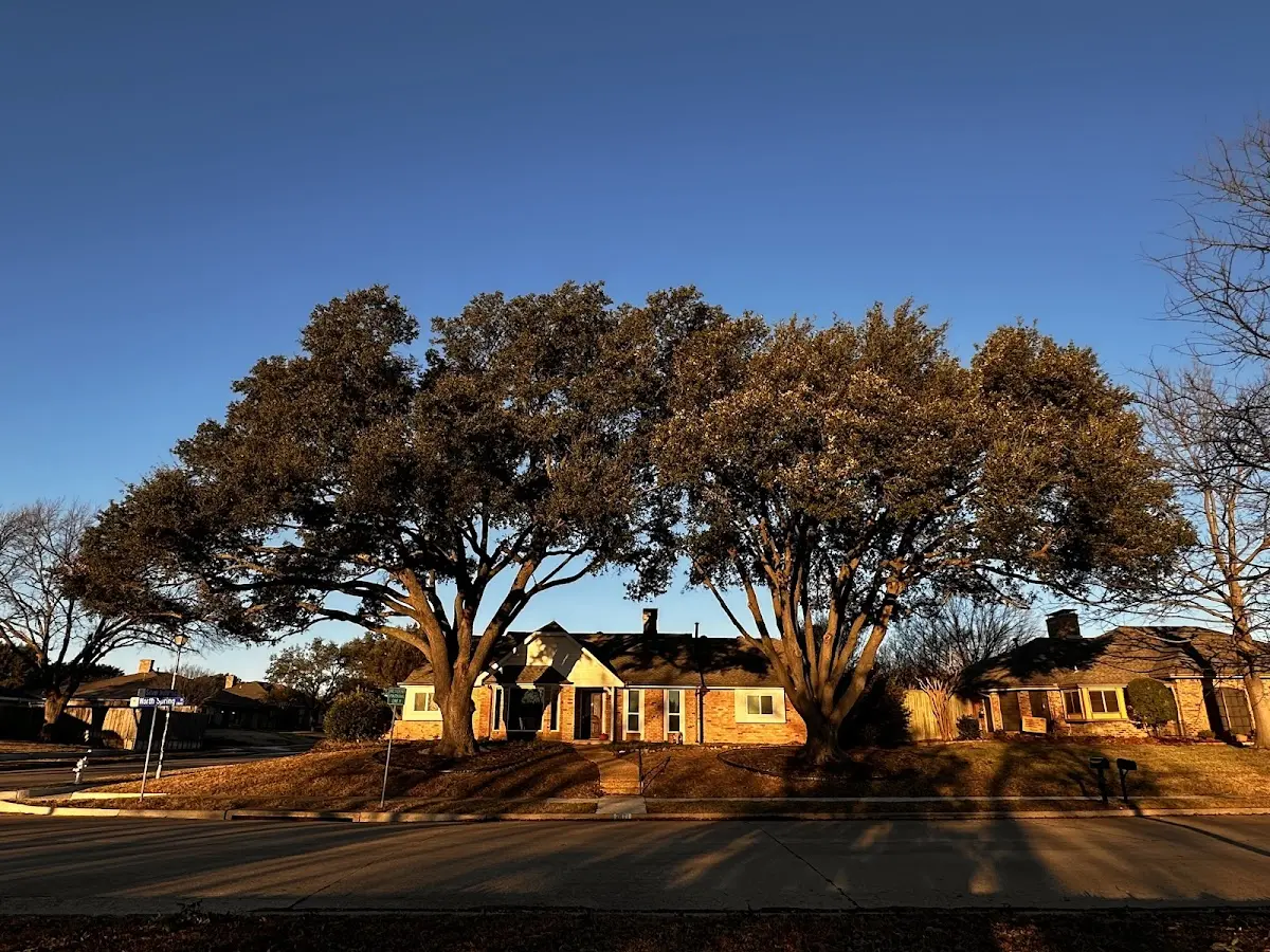 Established residential canopy tree shading a home in Hillsgrove